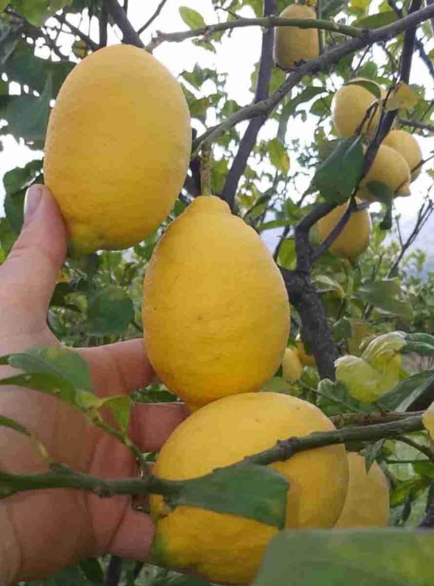 Limoni 4 stagioni